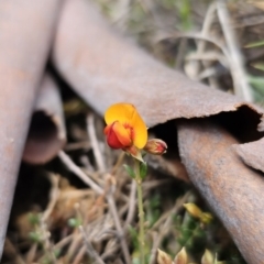 Mirbelia oxylobioides at Captains Flat, NSW - 17 Oct 2023