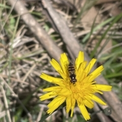 Melangyna viridiceps (Hover fly) at Flea Bog Flat, Bruce - 17 Oct 2023 by JVR