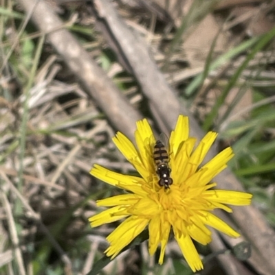 Melangyna viridiceps (Hover fly) at Bruce Ridge to Gossan Hill - 17 Oct 2023 by JVR