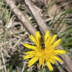 Melangyna viridiceps (Hover fly) at Bruce, ACT - 17 Oct 2023 by JVR