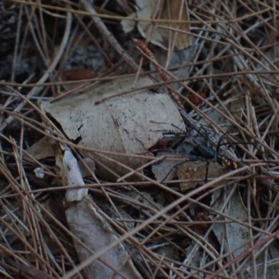 Unidentified Other hunting spider at Brunswick Heads, NSW - 12 Oct 2023 by coddiwompler