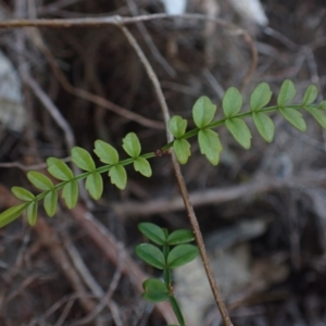 Pandorea pandorana at Brunswick Heads, NSW - 12 Oct 2023 05:12 PM