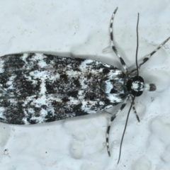 Scoparia exhibitalis (A Crambid moth) at Ainslie, ACT - 14 Oct 2023 by jb2602