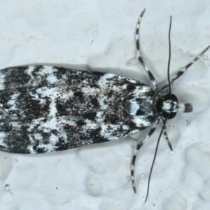 Scoparia exhibitalis at Ainslie, ACT - 14 Oct 2023