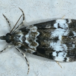 Eudonia protorthra at Ainslie, ACT - 14 Oct 2023 08:14 PM