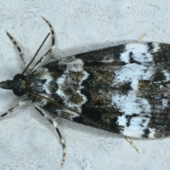 Eudonia protorthra (A Scopariine moth) at Ainslie, ACT - 14 Oct 2023 by jb2602