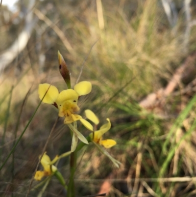 Diuris sulphurea (Tiger Orchid) at Lower Borough, NSW - 14 Oct 2023 by mcleana
