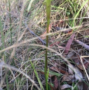 Diuris sulphurea at Lower Borough, NSW - 14 Oct 2023