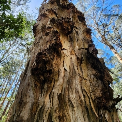 Eucalyptus cypellocarpa (Monkey Gum, Mountain Grey Gum) at Kalorama, VIC - 17 Oct 2023 by Steve818