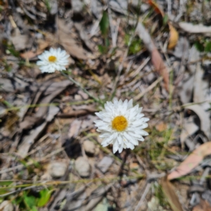 Leucochrysum albicans subsp. tricolor at Bruce, ACT - 17 Oct 2023