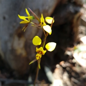 Diuris sulphurea at Bruce, ACT - 17 Oct 2023