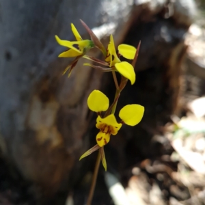 Diuris sulphurea at Bruce, ACT - 17 Oct 2023