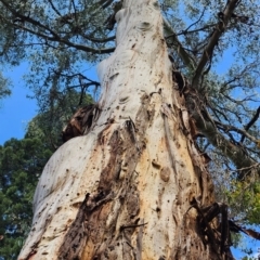 Eucalyptus regnans (Mountain Ash or Swamp Gum (Tas)) at Mount Dandenong, VIC - 17 Oct 2023 by Steve818