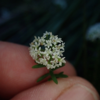 Platysace ericoides at Wallum - 12 Oct 2023 by coddiwompler