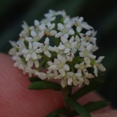 Platysace ericoides at Brunswick Heads, NSW - 12 Oct 2023 05:14 PM