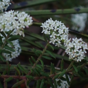 Platysace ericoides at Brunswick Heads, NSW - 12 Oct 2023