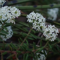 Platysace ericoides at Brunswick Heads, NSW - 12 Oct 2023