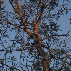 Meliphaga lewinii (Lewin's Honeyeater) at Brunswick Heads, NSW - 12 Oct 2023 by coddiwompler