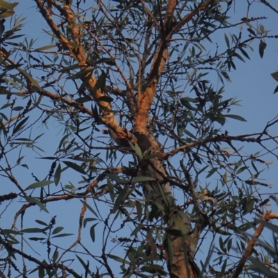 Meliphaga lewinii (Lewin's Honeyeater) at Brunswick Heads, NSW - 12 Oct 2023 by coddiwompler