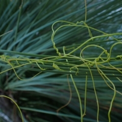 Cassytha sp. (Dodder) at Brunswick Heads, NSW - 12 Oct 2023 by coddiwompler