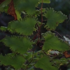 Lygodium microphyllum (Climbing Maidenhair) at Wallum - 12 Oct 2023 by coddiwompler