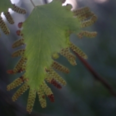 Lygodium microphyllum at Brunswick Heads, NSW - 12 Oct 2023