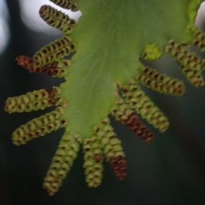 Lygodium microphyllum at Brunswick Heads, NSW - 12 Oct 2023