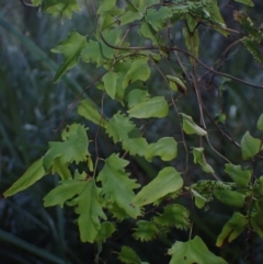 Lygodium microphyllum at Brunswick Heads, NSW - 12 Oct 2023