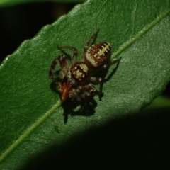 Unidentified Jumping or peacock spider (Salticidae) at Brunswick Heads, NSW - 12 Oct 2023 by coddiwompler