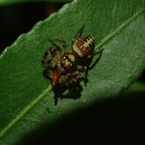 Opisthoncus quadratarius at Brunswick Heads, NSW - 12 Oct 2023 05:55 PM
