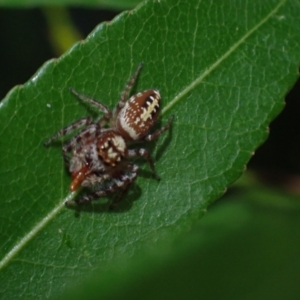 Opisthoncus quadratarius at Brunswick Heads, NSW - 12 Oct 2023 05:55 PM