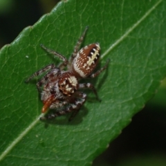 Opisthoncus quadratarius at Brunswick Heads, NSW - 12 Oct 2023 05:55 PM