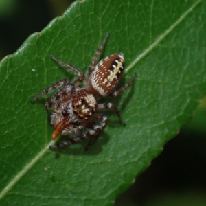 Opisthoncus quadratarius at Brunswick Heads, NSW - 12 Oct 2023 05:55 PM