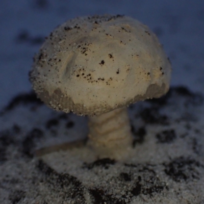 Agarics at Brunswick Heads, NSW - 12 Oct 2023 by coddiwompler