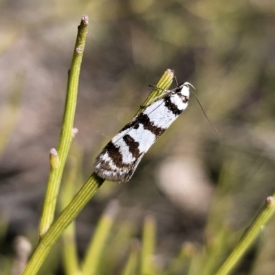 Philobota impletella Group (A concealer moth) at QPRC LGA - 17 Oct 2023 by Csteele4