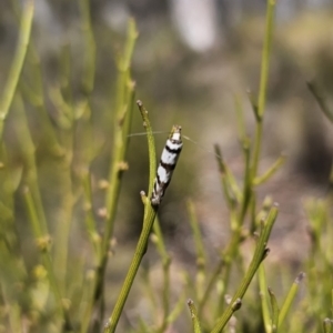 Philobota impletella Group at Captains Flat, NSW - 17 Oct 2023 02:31 PM