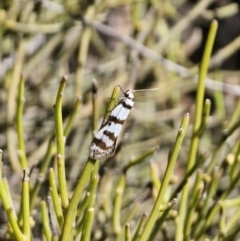 Philobota impletella Group at Captains Flat, NSW - 17 Oct 2023 02:31 PM