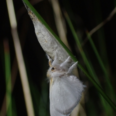 Unidentified Moth (Lepidoptera) at Wallum - 12 Oct 2023 by coddiwompler