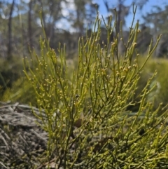 Omphacomeria acerba (Leafless Sour-bush) at QPRC LGA - 17 Oct 2023 by Csteele4