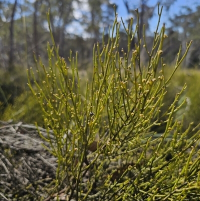 Omphacomeria acerba (Leafless Sour-bush) at QPRC LGA - 17 Oct 2023 by Csteele4
