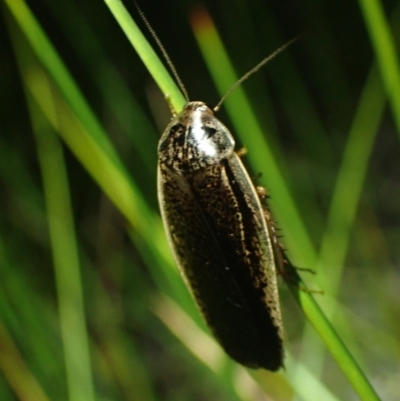 Molytria perplexa (Bark Cockroach) at Wallum - 12 Oct 2023 by coddiwompler