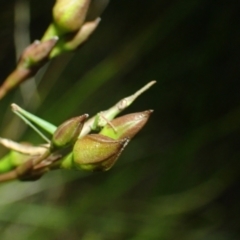 Unidentified Grasshopper (several families) at Brunswick Heads, NSW - 12 Oct 2023 by coddiwompler