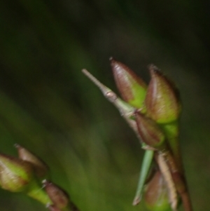Morabidae (family) at Brunswick Heads, NSW - suppressed
