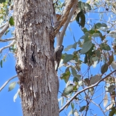 Cormobates leucophaea (White-throated Treecreeper) at Captains Flat, NSW - 17 Oct 2023 by Csteele4