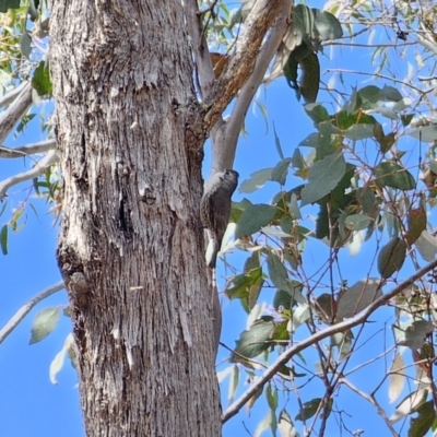 Cormobates leucophaea (White-throated Treecreeper) at Captains Flat, NSW - 17 Oct 2023 by Csteele4