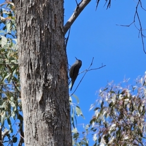 Cormobates leucophaea at Captains Flat, NSW - 17 Oct 2023 01:45 PM