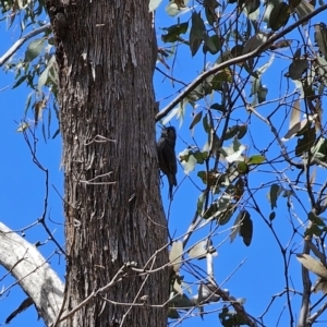 Cormobates leucophaea at Captains Flat, NSW - 17 Oct 2023 01:45 PM