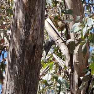 Cormobates leucophaea at Captains Flat, NSW - 17 Oct 2023 01:45 PM