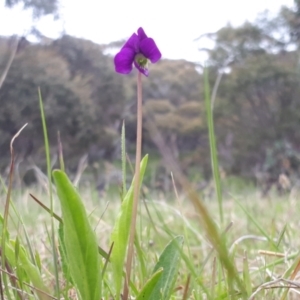 Viola betonicifolia at Yaouk, NSW - 5 Nov 2022