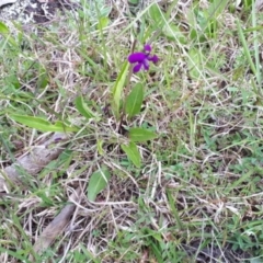 Viola betonicifolia at Yaouk, NSW - 5 Nov 2022